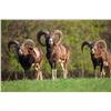 Image 1 : ORIGINAL KANSAS TROPHY: 2-Day/2-Night Mouflon Hunt for One Hunter in Kansas - Includes Trophy Fee