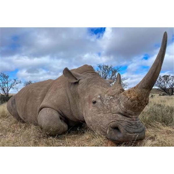 AFRICAN FIELD SPORTS: 5-Day White Rhino Vita Dart Hunt for One Hunter and One NH in South Africa