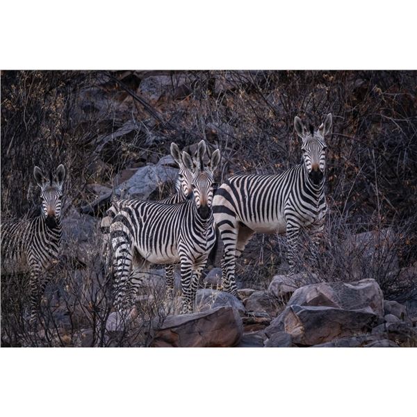ARU GAME LODGE: 4-Day Plains Game Safari for Two Hunters & Two NHs in Namibia - Includes Trophy Fee