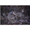 Image 1 : ARU GAME LODGE: 4-Day Plains Game Safari for Two Hunters & Two NHs in Namibia - Includes Trophy Fee