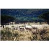 Image 2 : ARU GAME LODGE: 4-Day Plains Game Safari for Two Hunters & Two NHs in Namibia - Includes Trophy Fee