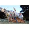 Image 4 : JOHN SCURR: 5-Day/4-Night Red Stag Hunt for Two Hunters in New Zealand - Includes Trophy Fees