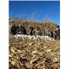 Image 3 : COLD WATER OUTFITTERS: 3-Day/3-Night Waterfowl Hunt for Four Hunters in North Dakota