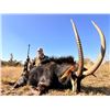 Image 1 : THORMAHLEN: 10-Day Sable Hunt for One Hunter and One NH in South Africa - Includes Trophy Fee