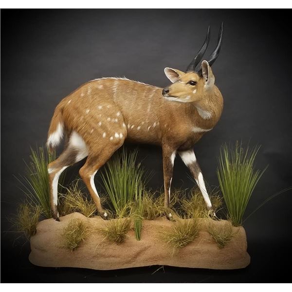 SAFARI STUDIOS: $3,000 Credit Towards Taxidermy Services