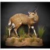 Image 1 : SAFARI STUDIOS: $3,000 Credit Towards Taxidermy Services