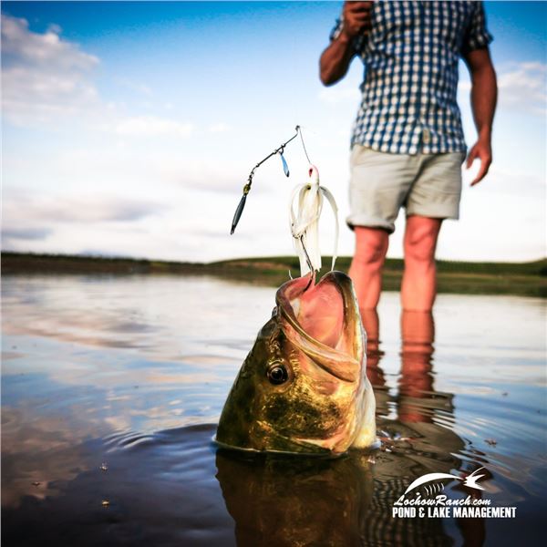 LOCHOW RANCH: 2,000 Pure Florida Strain Largemouth Bass Fingerlings