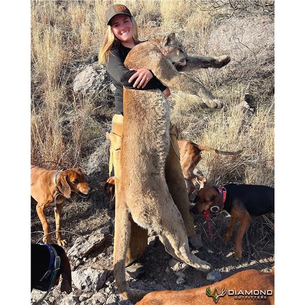 DIAMOND OUTFITTERS: 5-Day/6-Night Mtn Lion Hunt for One Hunter in Arizona - Includes Trophy Fee