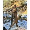 Image 2 : DIAMOND OUTFITTERS: 5-Day/6-Night Mtn Lion Hunt for One Hunter in Arizona - Includes Trophy Fee