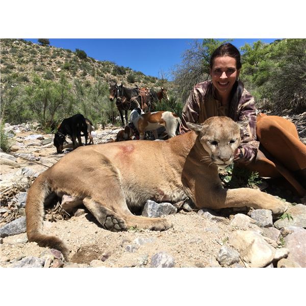 DIERINGER OUTFITTERS: 6-Day/6-Night Mtn Lion Hunt for One Hunter in Arizona - Includes Trophy Fee