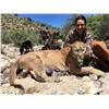 Image 1 : DIERINGER OUTFITTERS: 6-Day/6-Night Mtn Lion Hunt for One Hunter in Arizona - Includes Trophy Fee