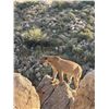 Image 2 : DIERINGER OUTFITTERS: 6-Day/6-Night Mtn Lion Hunt for One Hunter in Arizona - Includes Trophy Fee