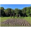 Image 2 : ARGENTINA BIG HUNTING: 3-Day High-Volume Dove Hunt for Three Hunters in Argentina
