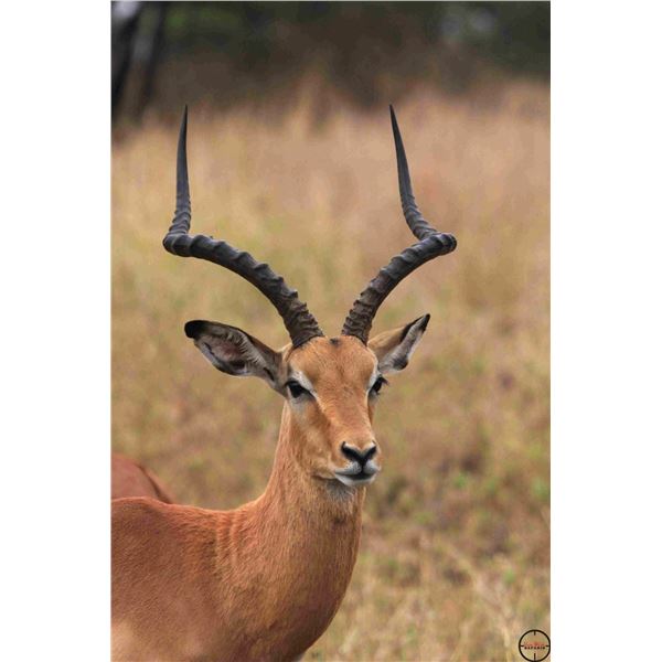 VAN WIJK: 10-Day Plains Game Safari for One Hunter and One NH in South Africa - Includes Trophy Fees