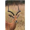 Image 1 : VAN WIJK: 10-Day Plains Game Safari for One Hunter and One NH in South Africa - Includes Trophy Fees