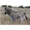 Image 2 : VAN WIJK: 10-Day Plains Game Safari for One Hunter and One NH in South Africa - Includes Trophy Fees