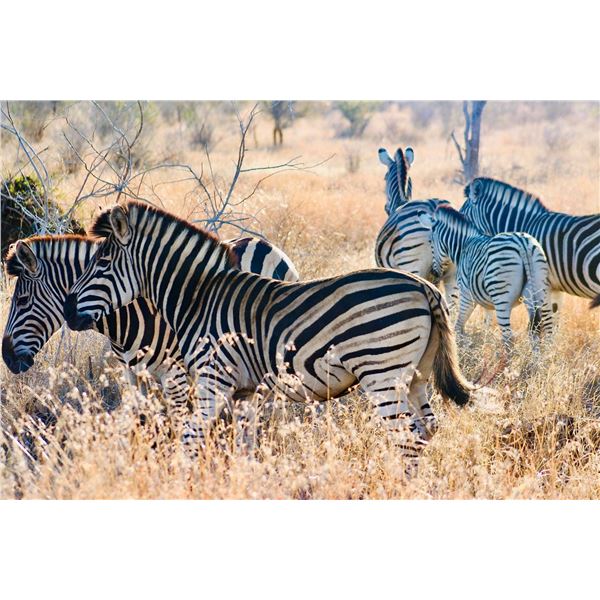 WOW SAFARIS: 9-Day Plains Game Safari for Two Hunters and Two NHs in South Africa - Includes Credit