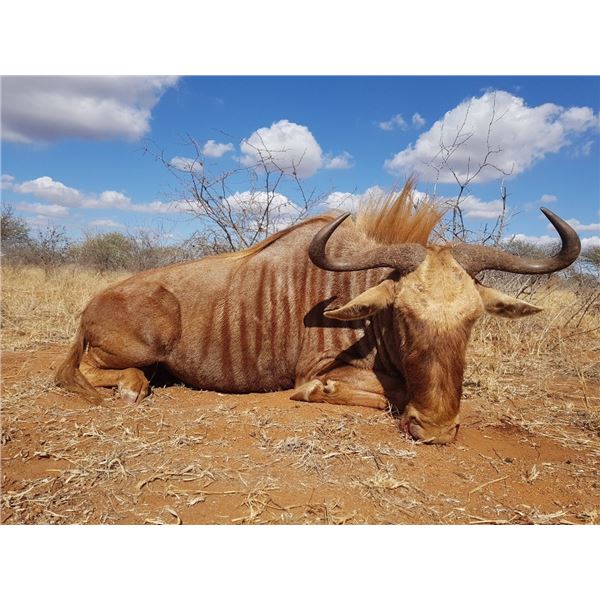 INTREPID: 7-Day/7-Night Golden Wildebeest Hunt for One Hunter in South Africa - Includes Trophy Fee
