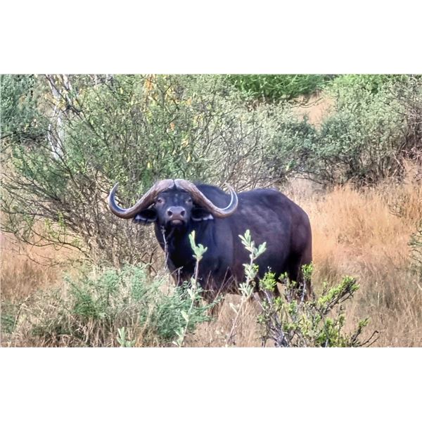 MANKWE SAFARI:7-Day Buff & Plains Game Hunt for 1 Hunter and 1 NH in S. Africa - Includes Trophies