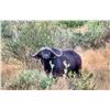 Image 1 : MANKWE SAFARI:7-Day Buff & Plains Game Hunt for 1 Hunter and 1 NH in S. Africa - Includes Trophies