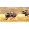 Image 2 : MANKWE SAFARI:7-Day Buff & Plains Game Hunt for 1 Hunter and 1 NH in S. Africa - Includes Trophies