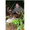 Image 2 : (NEW!) COASTAL INLET ADV: 7-Day Columbia Blacktail Deer Hunt for One Hunter in BC - Includes Trophy