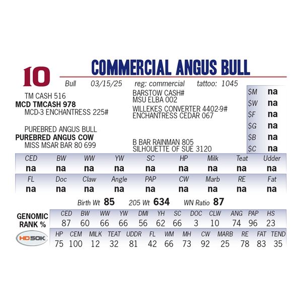 COMMERCIAL ANGUS BULL