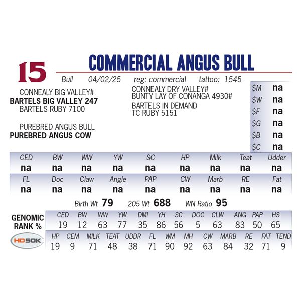 COMMERCIAL ANGUS BULL