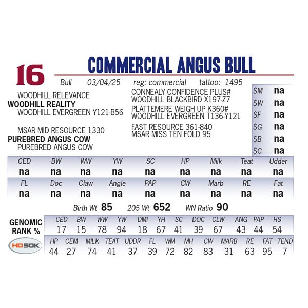 COMMERCIAL ANGUS BULL
