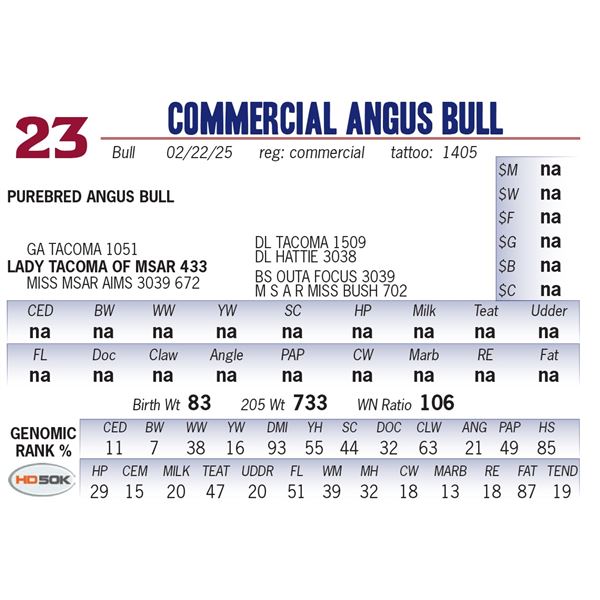 COMMERCIAL ANGUS BULL