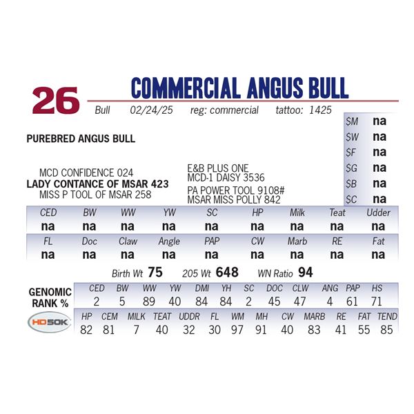 COMMERCIAL ANGUS BULL