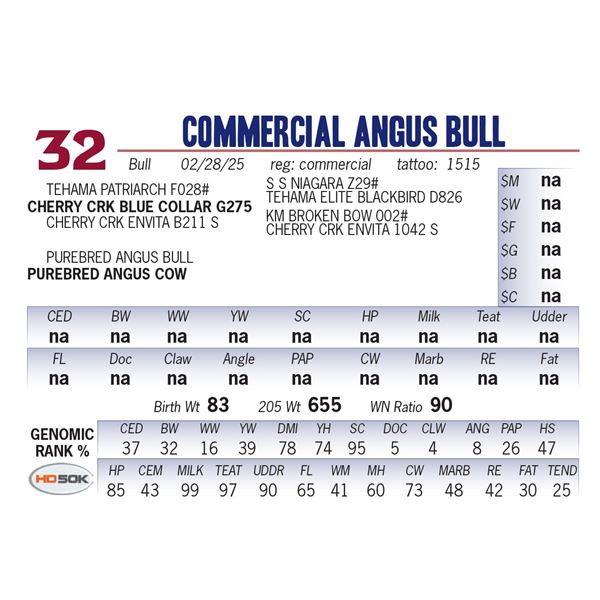 COMMERCIAL ANGUS BULL