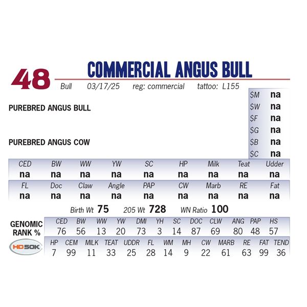 COMMERCIAL ANGUS BULL