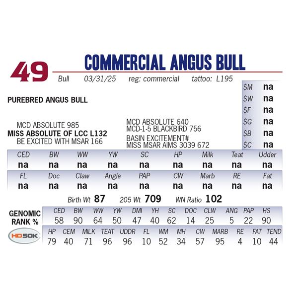 COMMERCIAL ANGUS BULL