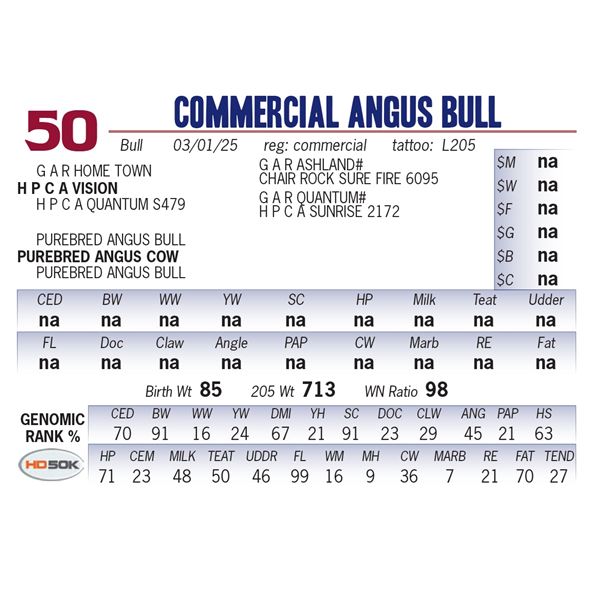 COMMERCIAL ANGUS BULL