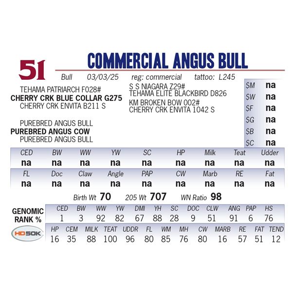 COMMERCIAL ANGUS BULL