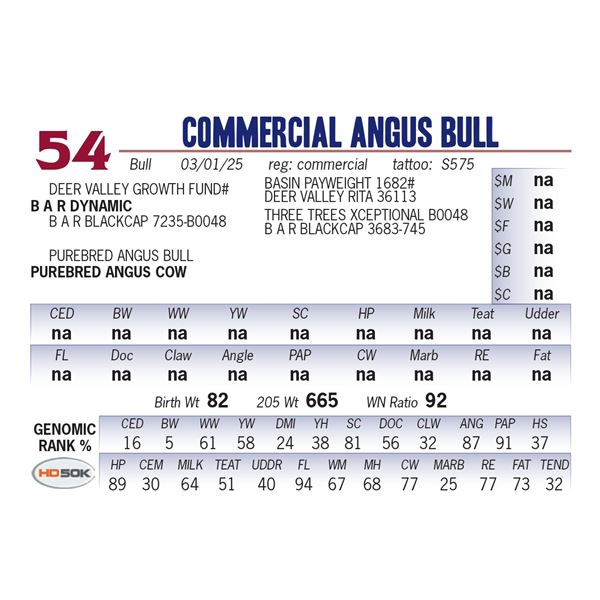 COMMERCIAL ANGUS BULL