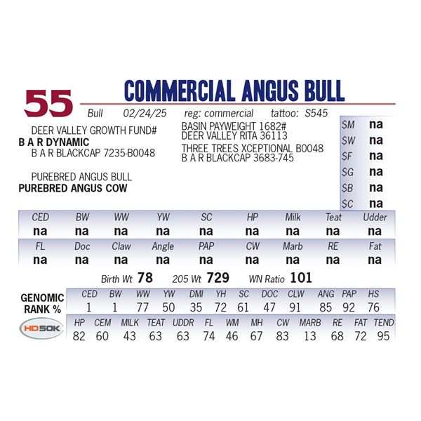 COMMERCIAL ANGUS BULL