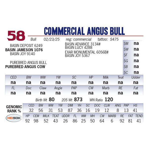 COMMERCIAL ANGUS BULL