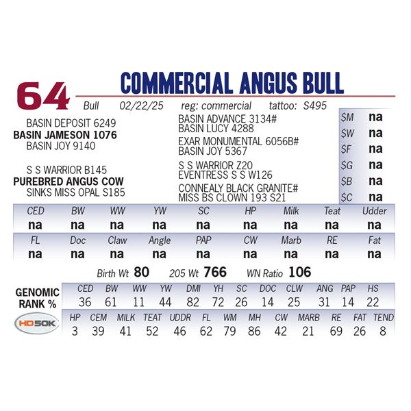 COMMERCIAL ANGUS BULL
