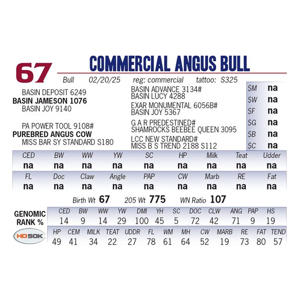 COMMERCIAL ANGUS BULL