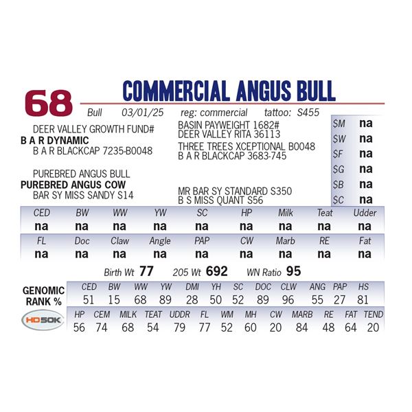 COMMERCIAL ANGUS BULL
