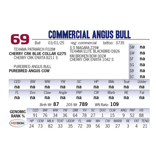 COMMERCIAL ANGUS BULL