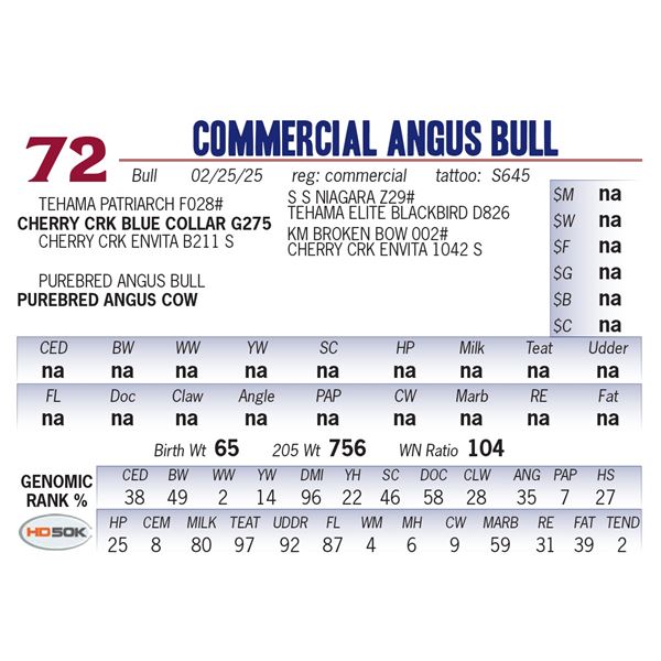 COMMERCIAL ANGUS BULL