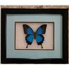Image 1 : Framed Blue Butterfly Shadowbox Display