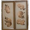 Image 1 : Pair of Framed Siamese Cat Prints Signed C. Counter