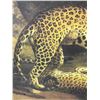 Image 3 : Vancouver - Framed Print of Leopards by Unknown Artist, H55.5" x W43.5"