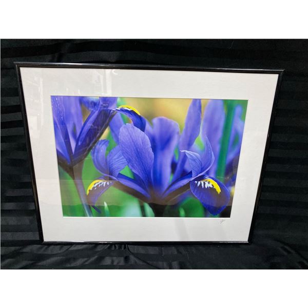 FRAMED PHOTOGRAPH OF IRIS RETICULATA, COMMONLY KNOWN AS THE DWARF IRIS