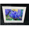 Image 1 : FRAMED PHOTOGRAPH OF IRIS RETICULATA, COMMONLY KNOWN AS THE DWARF IRIS