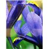 Image 4 : FRAMED PHOTOGRAPH OF IRIS RETICULATA, COMMONLY KNOWN AS THE DWARF IRIS
